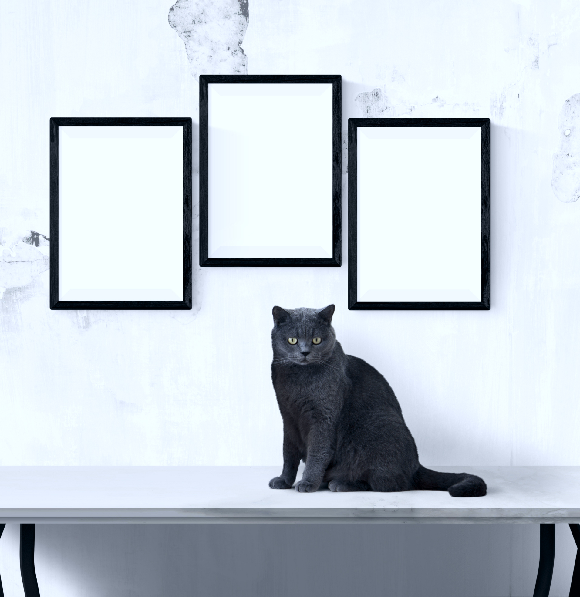 Grey cat on marble desk and three white pictures on the wall